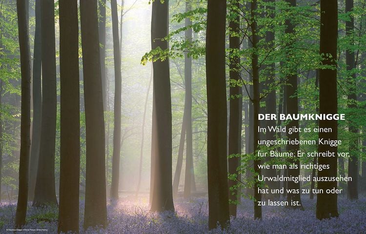 Produktbild: Das geheime Leben der B&auml;ume