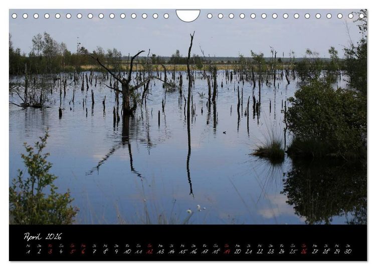 Produktbild: Im Goldenstedter Moor (Wandkalender 2026 DIN A4 quer), CALVENDO Monatskalender