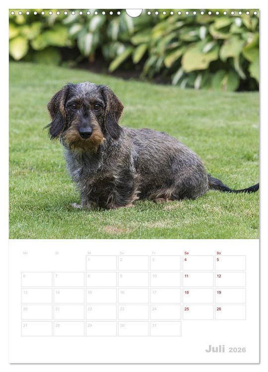 Produktbild: Der Dackel (M)ein treuer Weggef&auml;hrte (Wandkalender 2026 DIN A3 hoch), CALVENDO Monatskalender