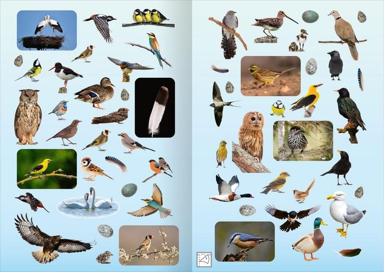 Produktbild: Naturforscher-Kids &ndash; Fotosticker V&ouml;gel