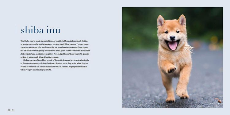 Produktbild: The Dogist Puppies