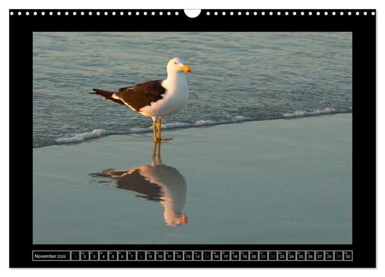 Produktbild: V&ouml;gel von "Down Under" Australien (Wandkalender 2026 DIN A3 quer), CALVENDO Monatskalender