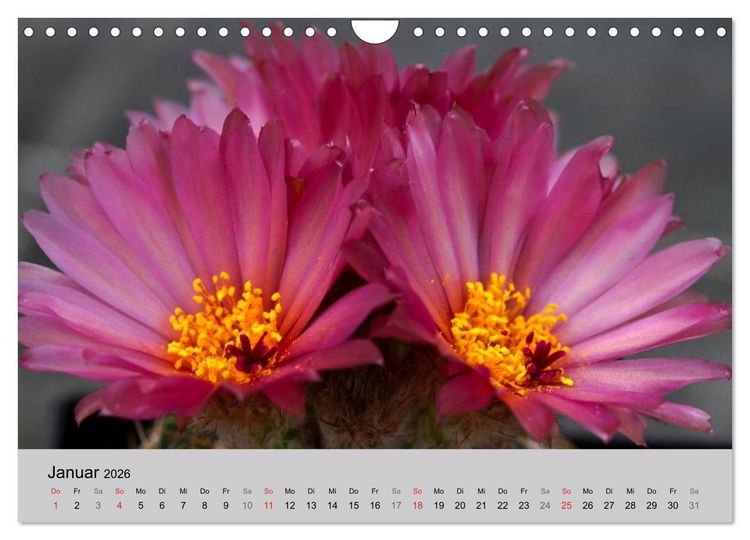 Produktbild: Bl&uuml;tensymphonie - Kakteen und Sukkulenten (Wandkalender 2026 DIN A4 quer), CALVENDO Monatskalender