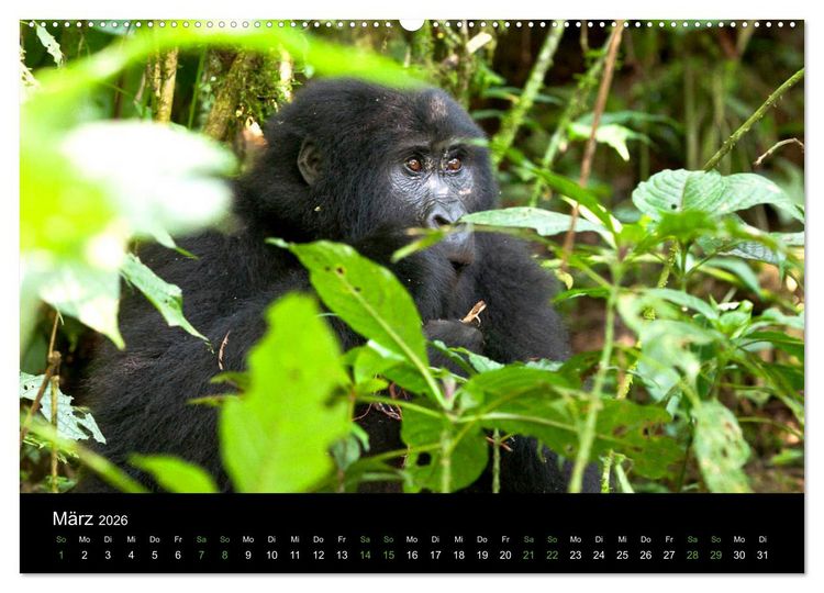 Produktbild: Ugandas friedliche Berggorillas (Wandkalender 2026 DIN A2 quer), CALVENDO Monatskalender