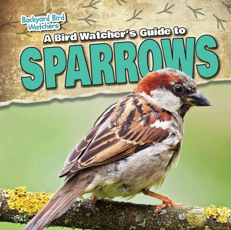Produktbild: A Bird Watcher's Guide to Sparrows