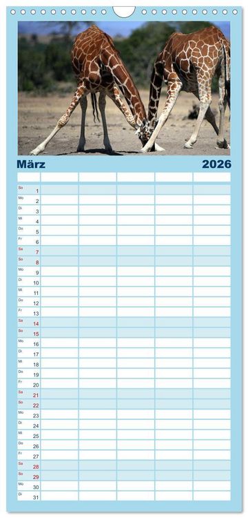 Produktbild: Familienplaner 2026 - Giraffen - Sanftheit und Anmut mit 5 Spalten (Wandkalender, 21 x 45 cm) CALVENDO