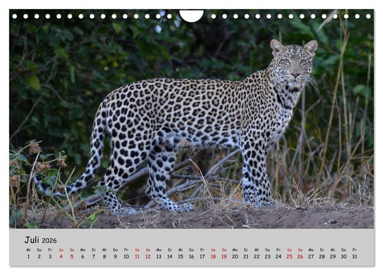 Produktbild: Leoparden - gro&szlig; und klein (Wandkalender 2026 DIN A4 quer), CALVENDO Monatskalender