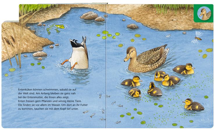 Produktbild: Wer wohnt am Teich?