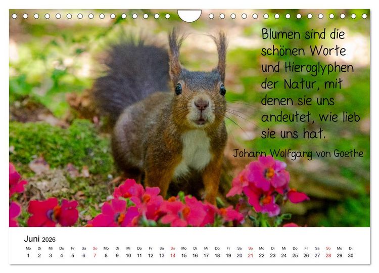 Produktbild: Der literarische Eichh&ouml;rnchen-Kalender (Wandkalender 2026 DIN A4 quer), CALVENDO Monatskalender