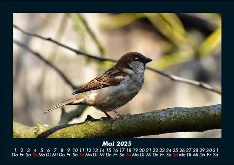 Produktbild: Vogelparadies 2025 Fotokalender DIN A5