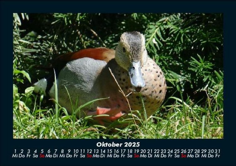 Produktbild: V&ouml;gel 2025 Fotokalender DIN A5