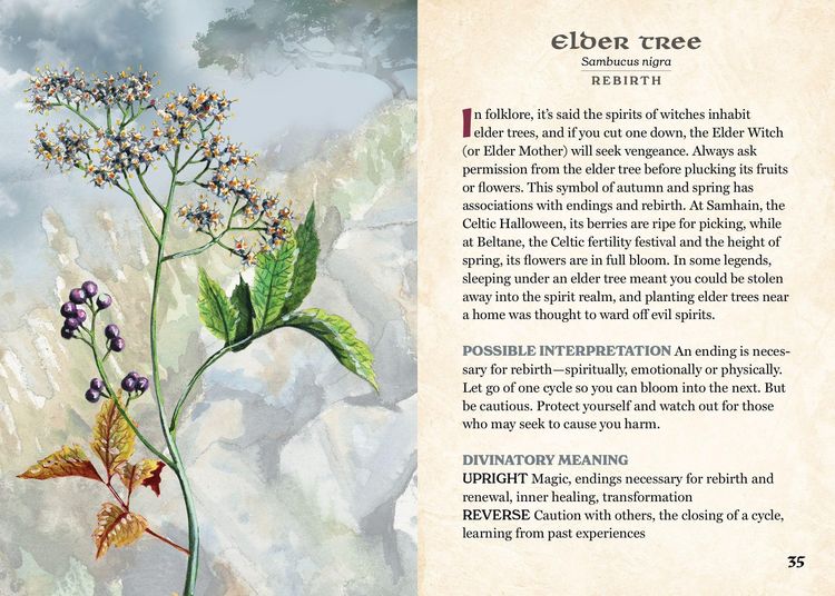 Produktbild: The Herbalist's Oracle