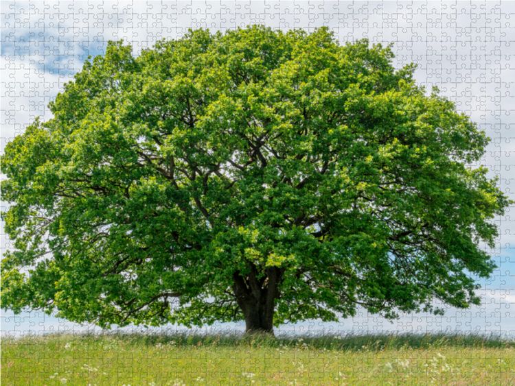 Produktbild: CALVENDO Puzzle Ein Motiv aus dem Kalender Eiche in den vier Jahreszeiten. | 1000 Teile Lege-Gr&ouml;&szlig;e 64x48cm Foto-Puzzle f&uuml;r gl&uuml;ckliche Stunden