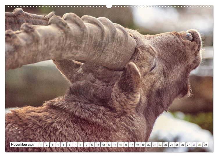 Produktbild: Steinb&ouml;cke - imposante Tiere (hochwertiger Premium Wandkalender 2026 DIN A2 quer), Kunstdruck in Hochglanz