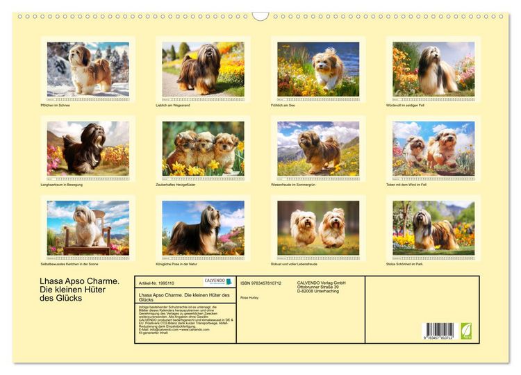 Produktbild: Lhasa Apso Charme. Die kleinen H&uuml;ter des Gl&uuml;cks (Wandkalender 2026 DIN A2 quer), CALVENDO Monatskalender