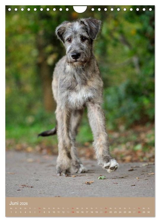 Produktbild: Hundekinder (Wandkalender 2026 DIN A4 hoch), CALVENDO Monatskalender