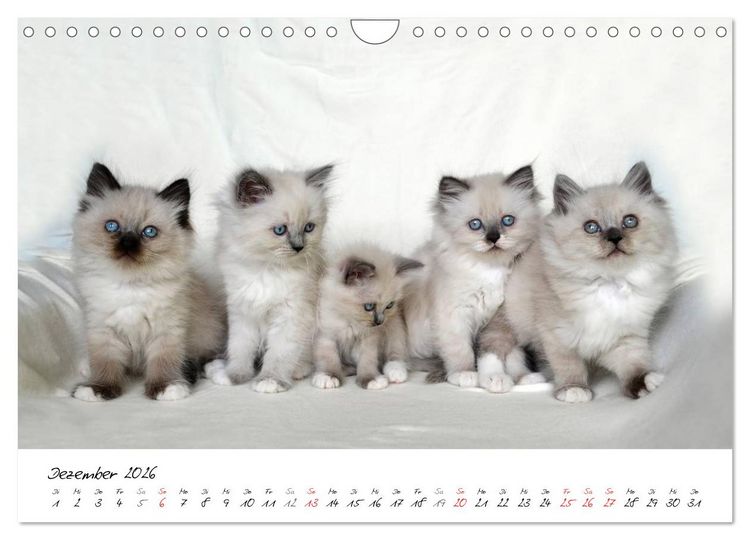 Produktbild: Katzenparade (Wandkalender 2026 DIN A4 quer), CALVENDO Monatskalender