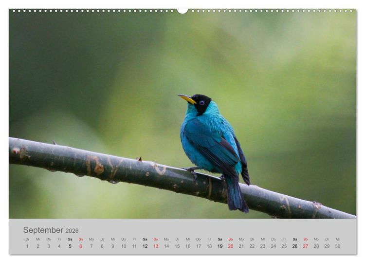 Produktbild: Costa Rica - Exotische V&ouml;gel im Regenwald (Wandkalender 2026 DIN A2 quer), CALVENDO Monatskalender
