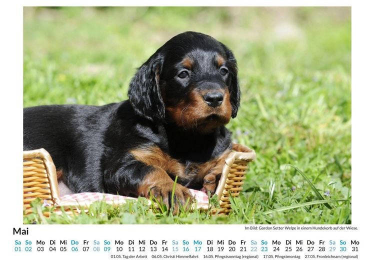 Produktbild: Gordon Setter