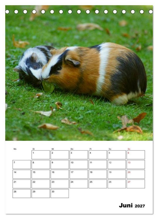 Produktbild: Meerschweinchen Terminplaner (Tischkalender 2027 DIN A5 hoch), CALVENDO Monatskalender