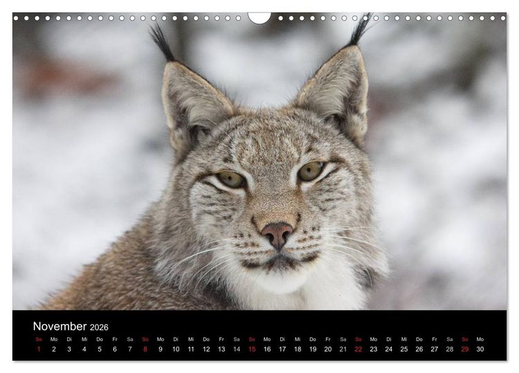 Produktbild: Der Luchs (Wandkalender 2026 DIN A3 quer), CALVENDO Monatskalender