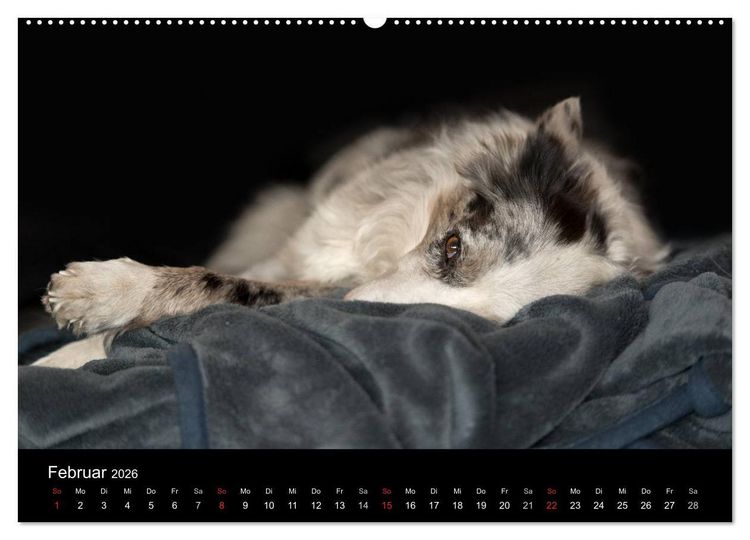 Produktbild: Border Collies (hochwertiger Premium Wandkalender 2026 DIN A2 quer), Kunstdruck in Hochglanz
