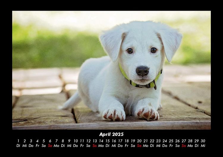 Produktbild: Der Hundekalender 2025 Fotokalender DIN A3