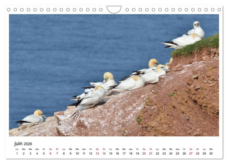 Produktbild: Fous de Bassan - Grands oiseaux marins (Calendrier mural 2026 DIN A4 vertical), CALVENDO calendrier mensuel