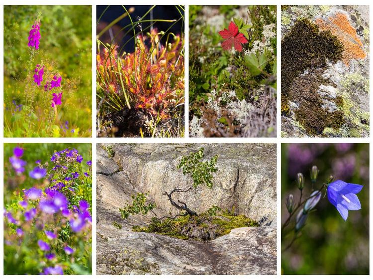 Produktbild: CALVENDO Puzzle Sehnsucht Norwegen - Abwechslungsreiche Flora in allen Landschaften | 1000 Teile Lege-Gr&ouml;&szlig;e 64x48cm Foto-Puzzle f&uuml;r gl&uuml;ckliche Stunden