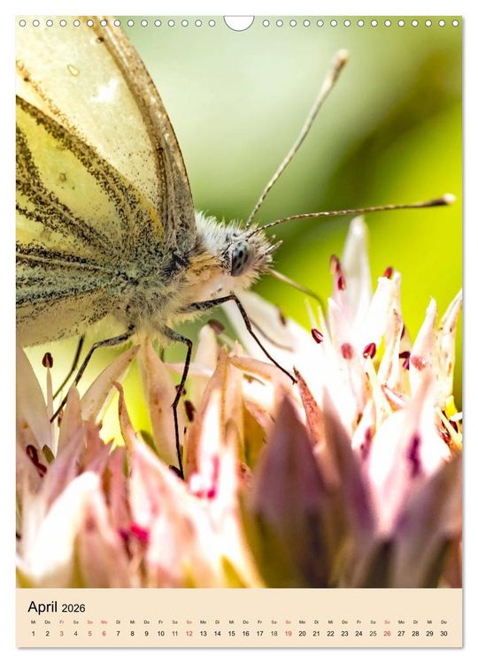 Produktbild: INSEKTENWELT - Heimische N&uuml;tzlinge ganz nah (Wandkalender 2026 DIN A3 hoch), CALVENDO Monatskalender