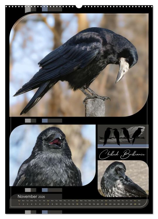 Produktbild: Crows - Through the Seasons (Wall Calendar 2026 DIN A2 portrait), CALVENDO 12 Month Wall Calendar
