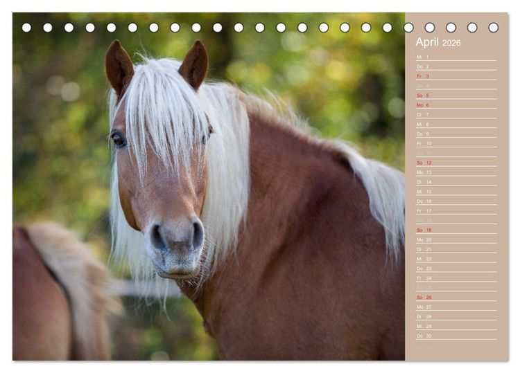 Produktbild: Haflinger / Geburtstagskalender (Tischkalender 2026 DIN A5 quer), CALVENDO Monatskalender