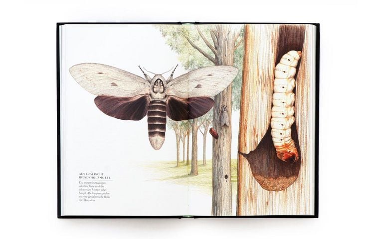 Produktbild: Wunderwelt der Insekten