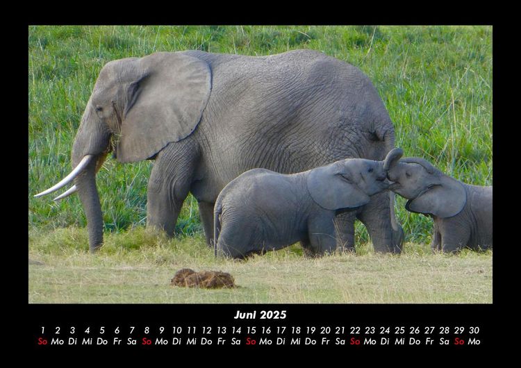 Produktbild: Elefanten - Die sanften Riesen Afrikas 2025 Fotokalender DIN A3