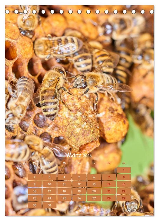 Produktbild: Gesch&auml;ftig wie im Bienenstock (Tischkalender 2026 DIN A5 hoch), CALVENDO Monatskalender