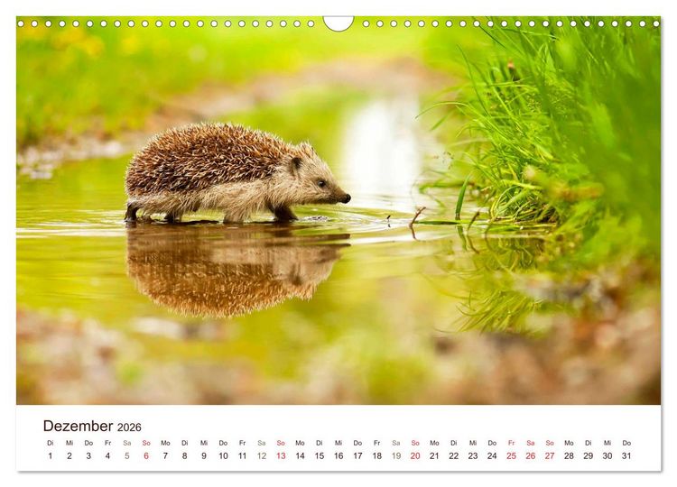 Produktbild: Igel 2026. Tierische Impressionen (Wandkalender 2026 DIN A3 quer), CALVENDO Monatskalender