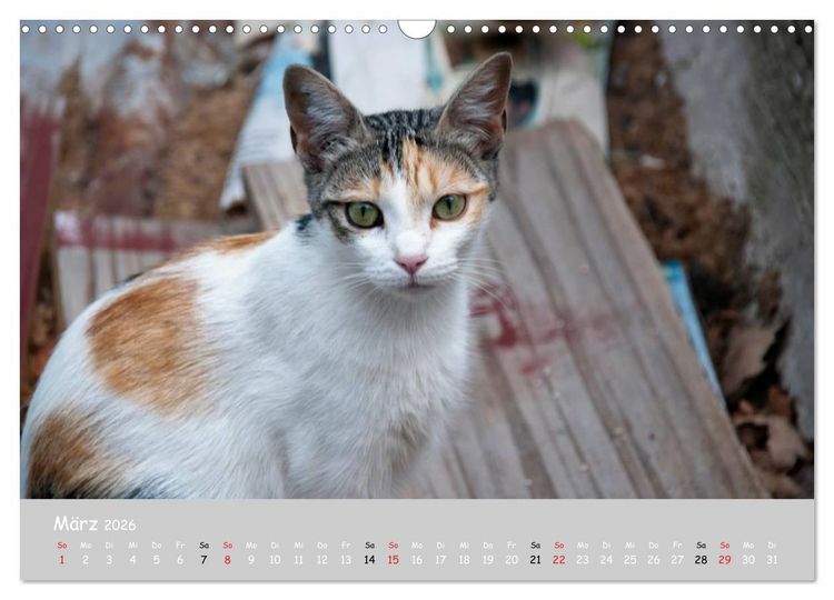 Produktbild: Katzen des S&uuml;dens (Wandkalender 2026 DIN A3 quer), CALVENDO Monatskalender