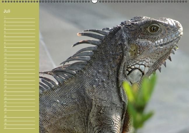 Produktbild: Drachen / Geburtstagskalender (Wandkalender immerw&auml;hrend DIN A2 quer)