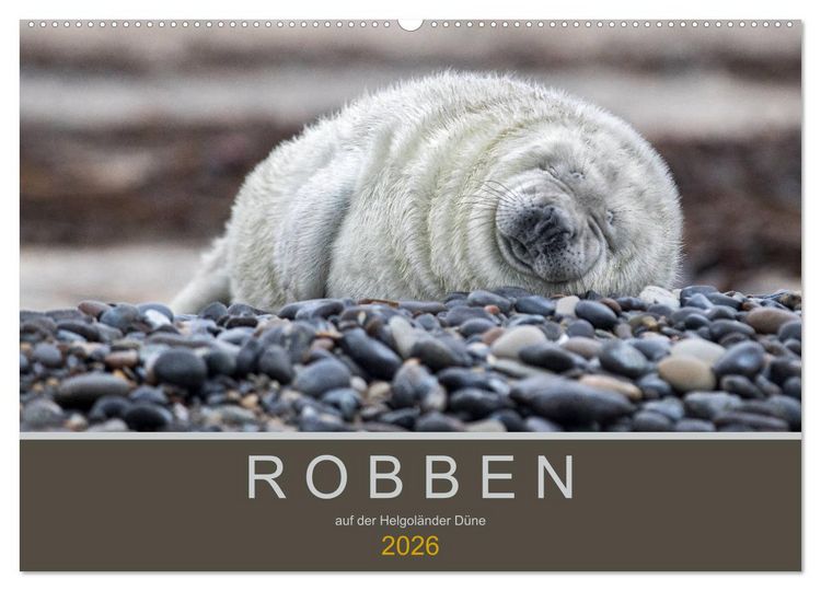 Produktbild: Robben auf der Helgol&auml;nder D&uuml;ne (Wandkalender 2026 DIN A2 quer), CALVENDO Monatskalender