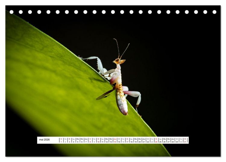 Produktbild: La Mante Orchid&eacute;e (Calendrier de bureau 2026 DIN A5 vertical), CALVENDO calendrier mensuel