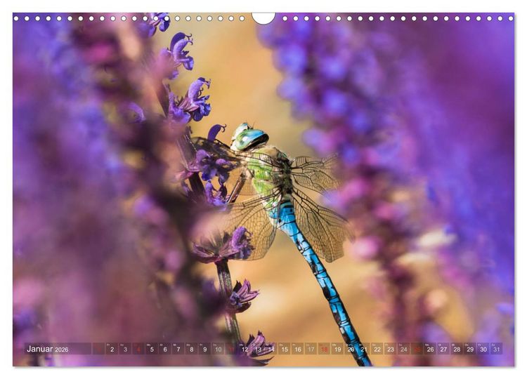 Produktbild: Libellen - Fliegende Edelsteine (Wandkalender 2026 DIN A3 quer), CALVENDO Monatskalender