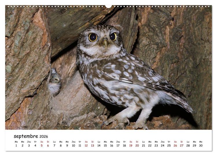 Produktbild: La vie des chouettes, les dames de la nuit (Calendrier mural 2026 DIN A2 vertical), CALVENDO calendrier mensuel