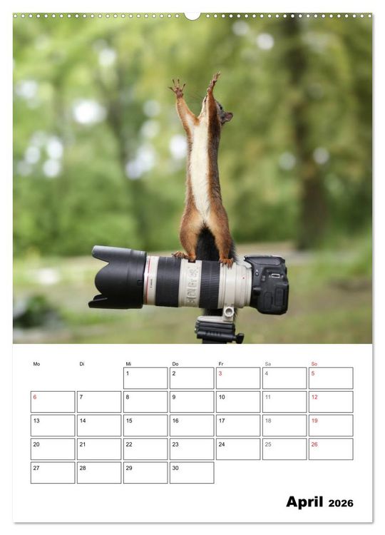 Produktbild: Die kleine Welt der Eichh&ouml;rnchen in Regensburg (hochwertiger Premium Wandkalender 2026 DIN A2 hoch), Kunstdruck in Hochglanz