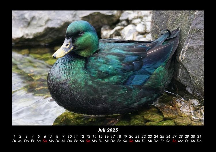 Produktbild: Welt der V&ouml;gel 2025 Fotokalender DIN A3