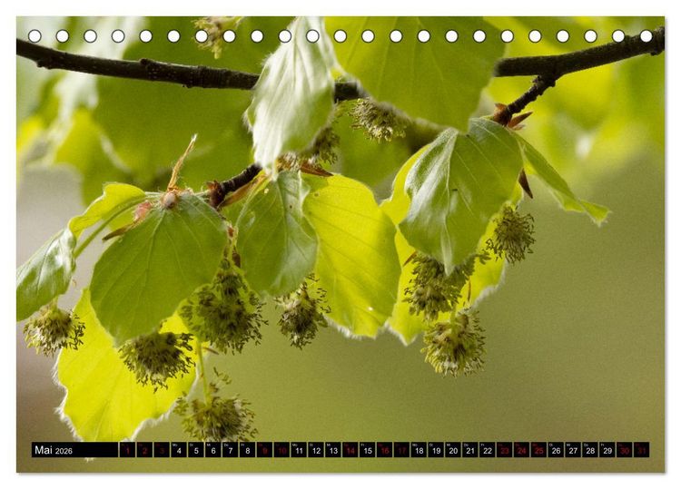 Produktbild: Rotbuchen (Tischkalender 2026 DIN A5 quer), CALVENDO Monatskalender