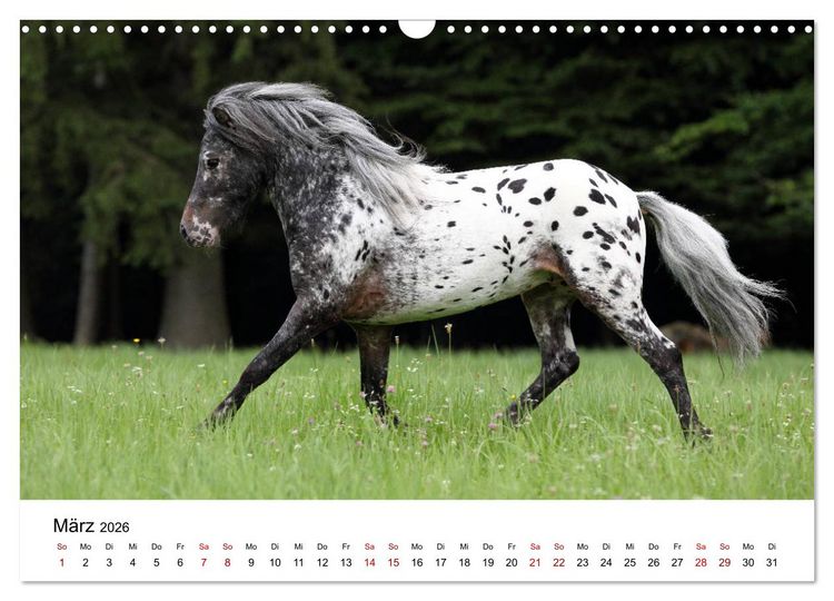 Produktbild: Pferde - im Galopp durch's Jahr 2026 (Wandkalender 2026 DIN A3 quer), CALVENDO Monatskalender