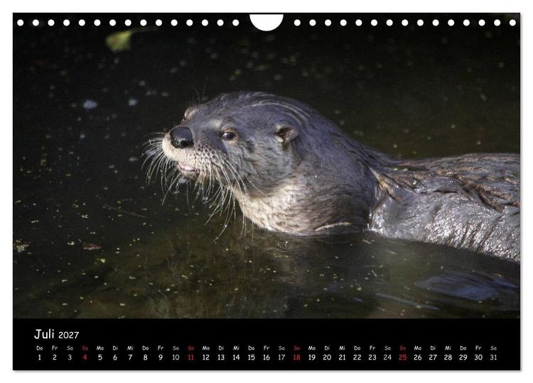 Produktbild: Putzige Fischj&auml;ger (Wandkalender 2027 DIN A4 quer), CALVENDO Monatskalender