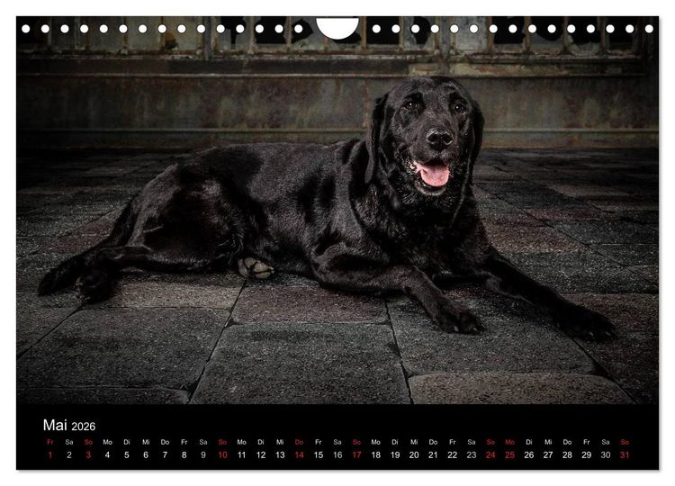 Produktbild: Urban Dogs - Hundekalender der anderen Art (Wandkalender 2026 DIN A4 quer), CALVENDO Monatskalender