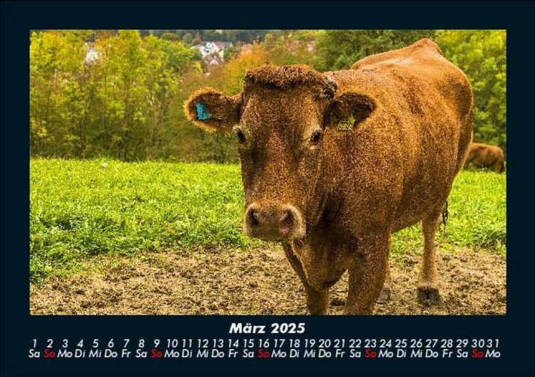 Produktbild: Tiere auf dem Bauernhof 2025 Fotokalender DIN A5