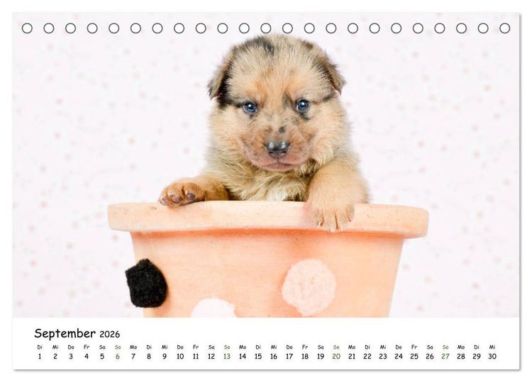 Produktbild: Baby Pfoten (Tischkalender 2026 DIN A5 quer), CALVENDO Monatskalender